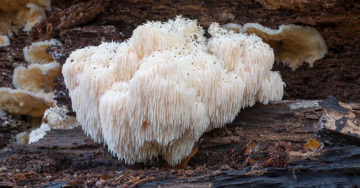 Is Lion's Mane Good for the Brain? Exploring Its Cognitive Benefits